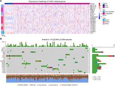 An N6-Methyladenosine-Related Gene Set Variation Score as a Prognostic Tool for Lung Adenocarcinoma